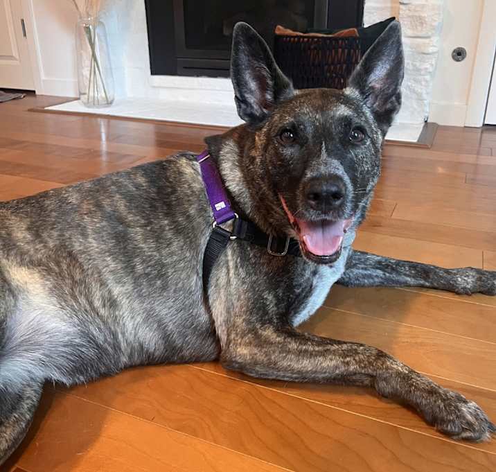 Photo of Penny