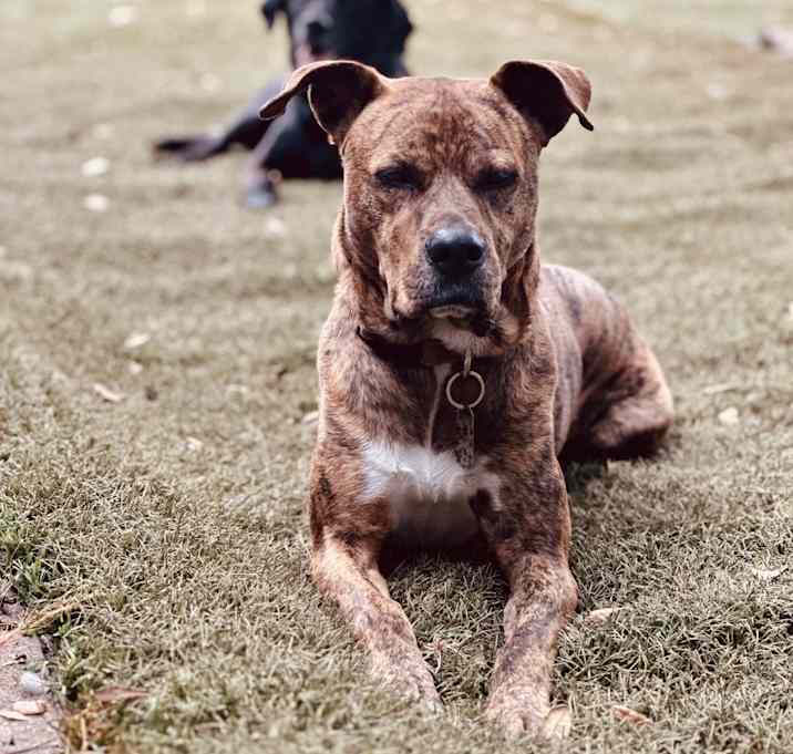 Photo of Remy