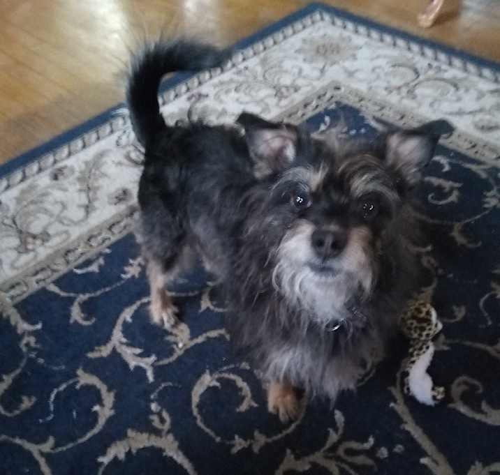 Photo of Gracie