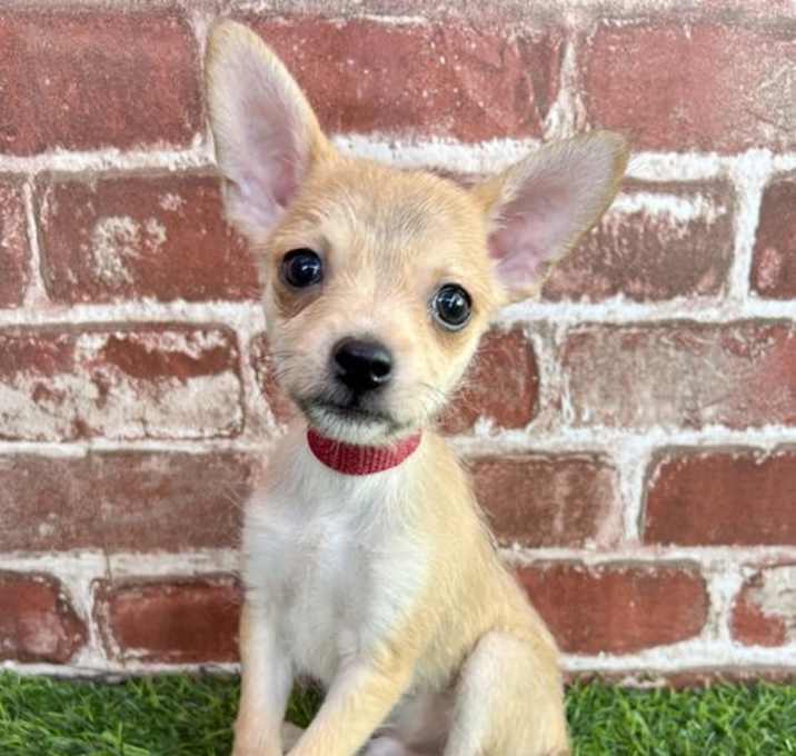 Photo of Toby