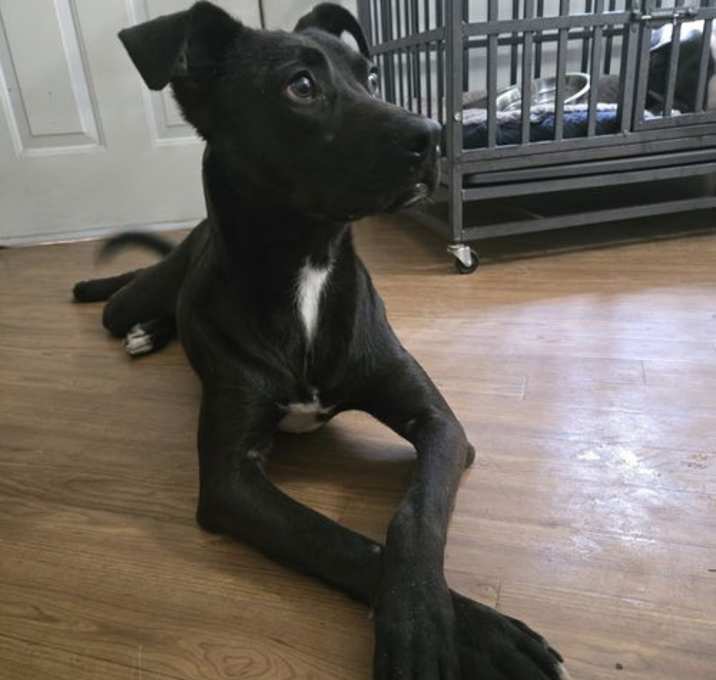 Photo of Smokey- one handsome pup!