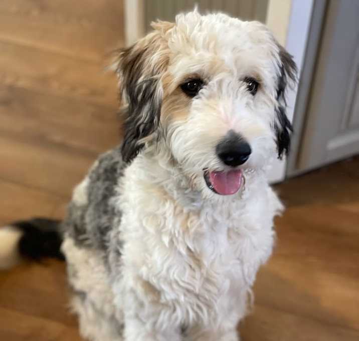Photo of Nala