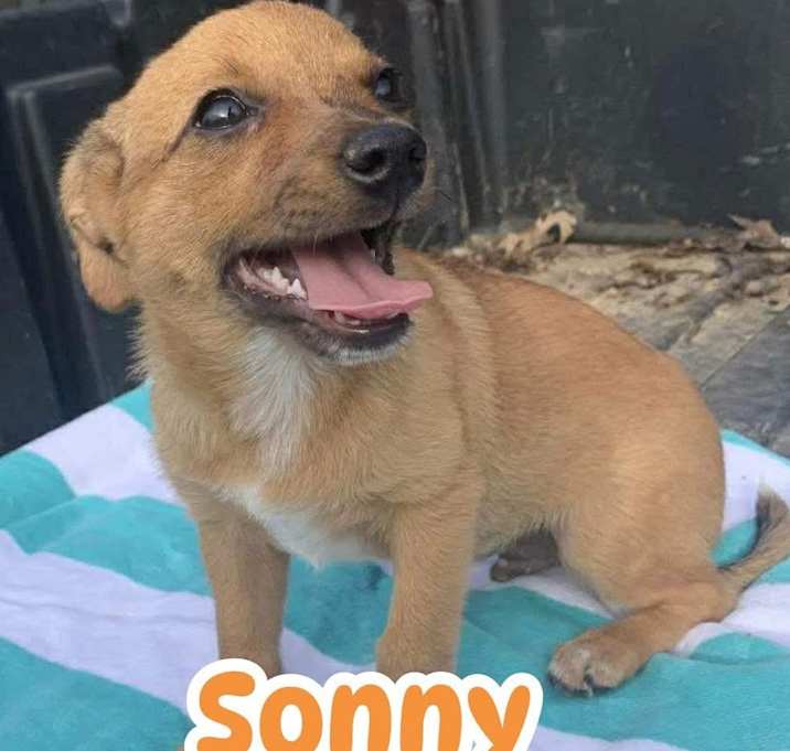 Photo of Sonny