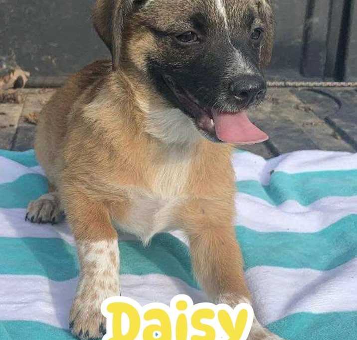 Photo of Daisy