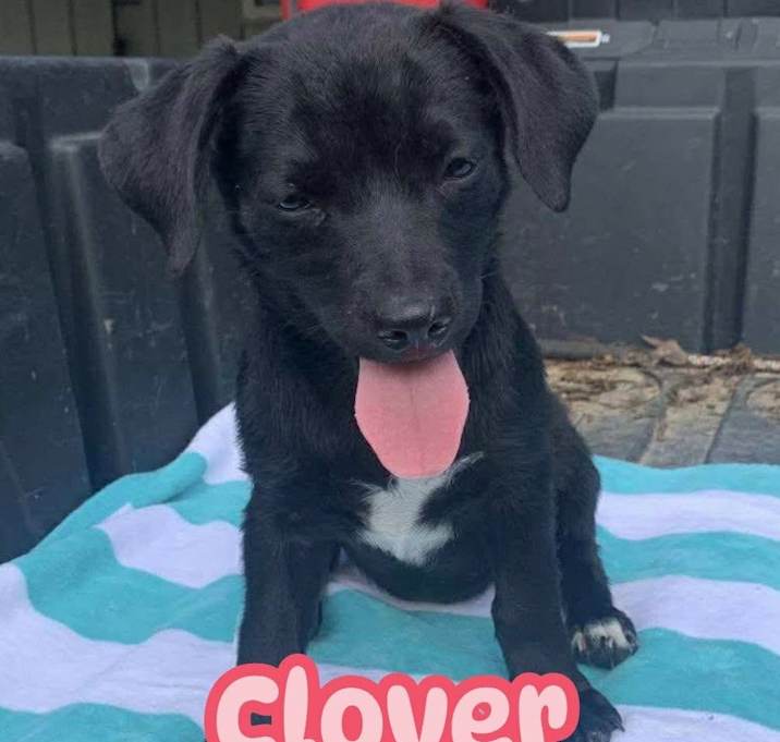 Photo of Clover
