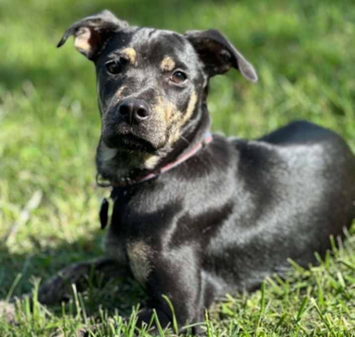 Photo of Roscoe