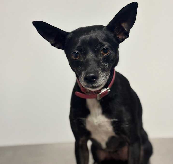 Photo of Rosie