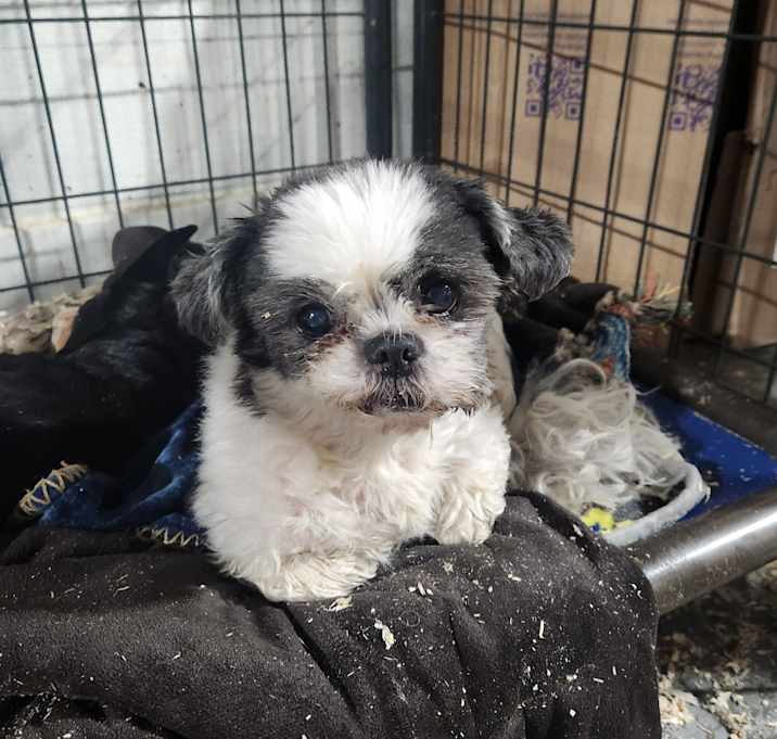 Photo of Poe Poe