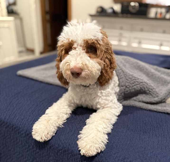 Photo of Bodie