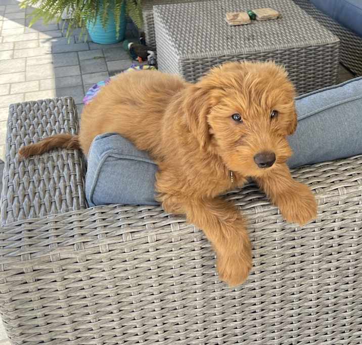 Photo of Cooper