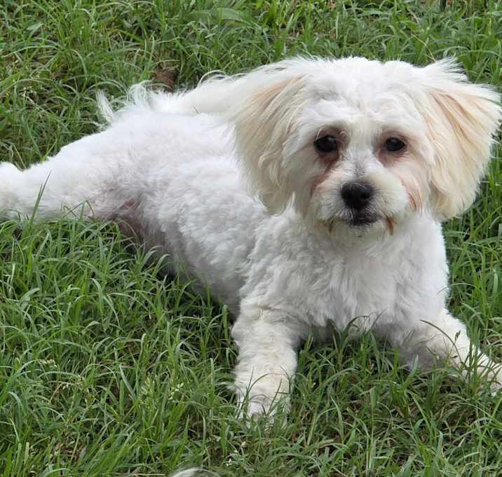 Photo of Molly Muffin
