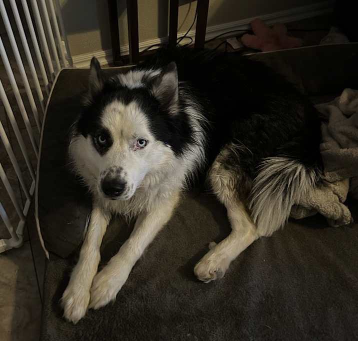Photo of Bandit