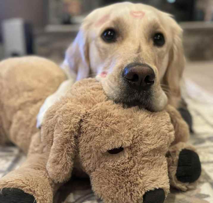 Photo of Ollie