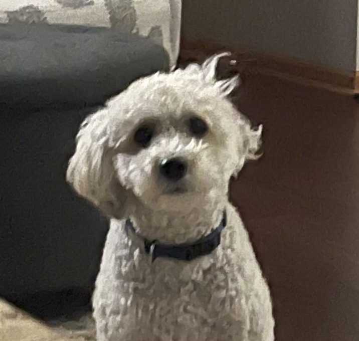 Photo of Scotch