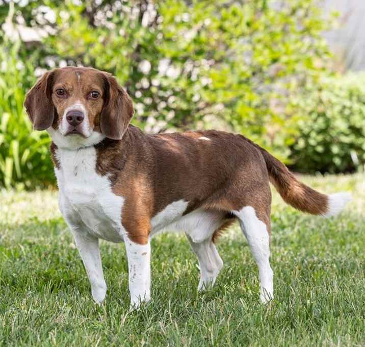 Photo of Cooper 