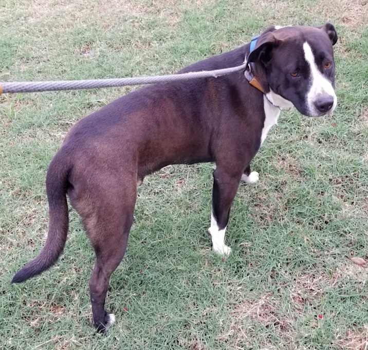 Photo of Beau