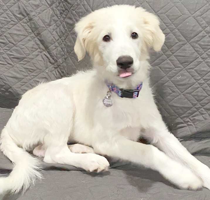 Photo of Daffodil