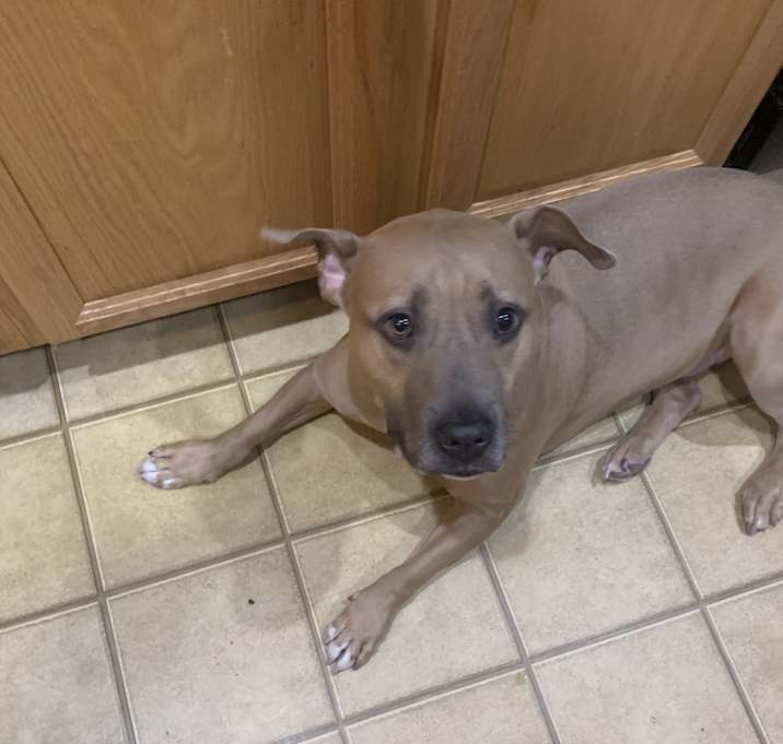 Photo of Scrappy