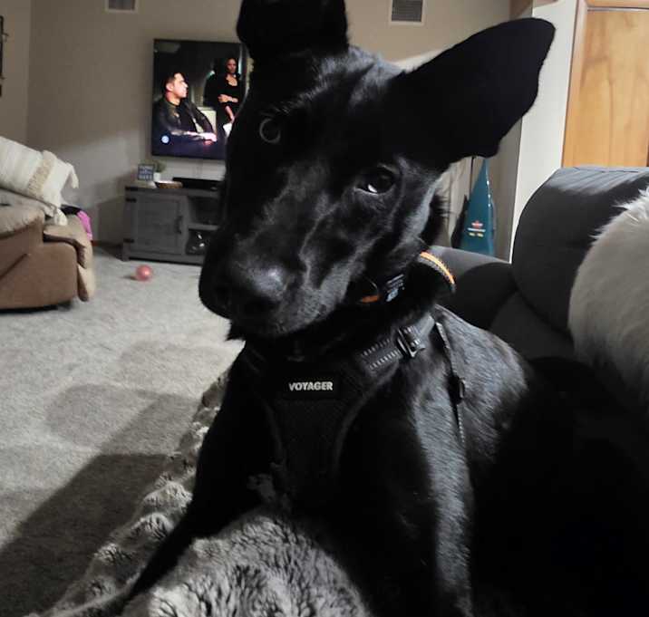 Photo of Luna