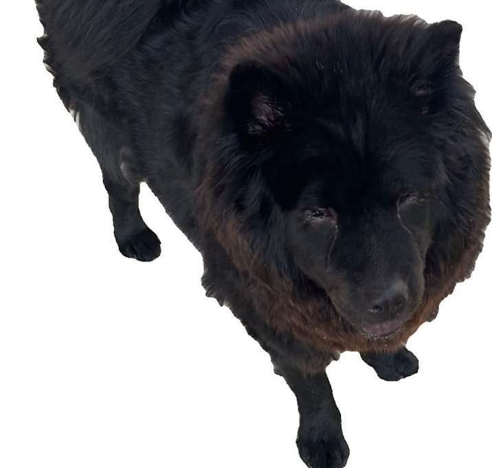 Photo of Luna