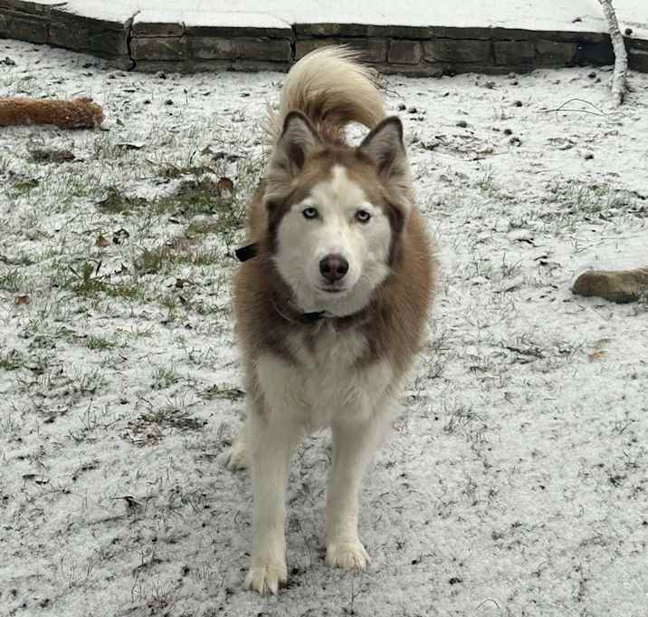 Photo of Nova