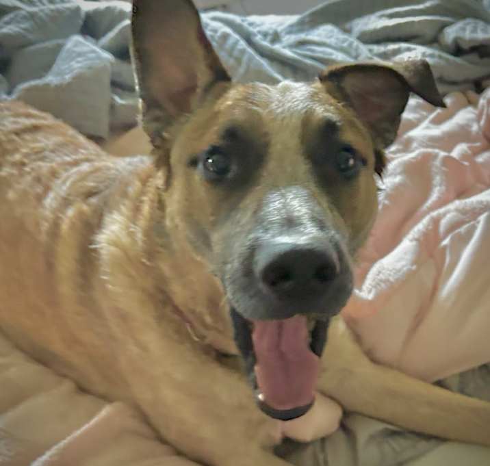 Photo of URGENT - Handsome Koda