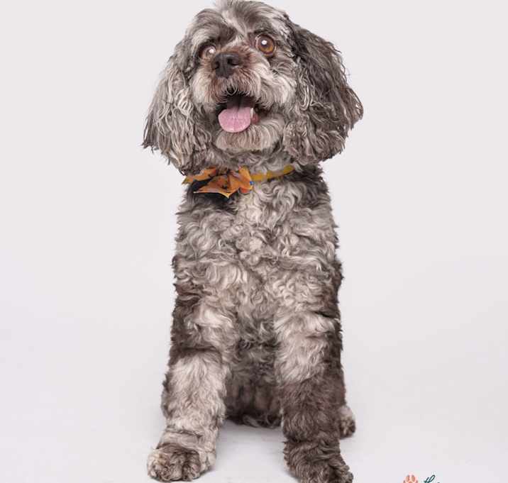Photo of Mocha