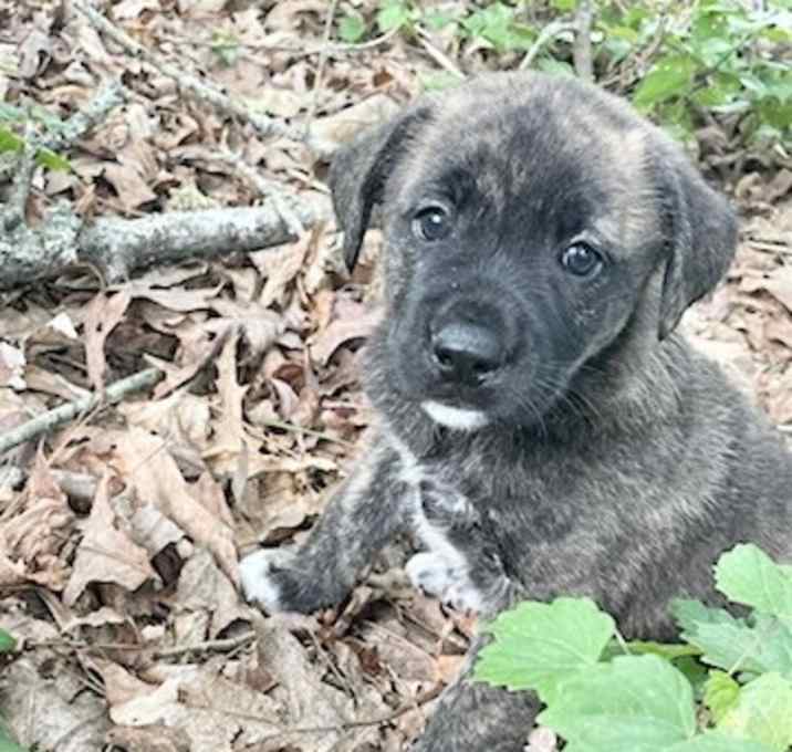 Photo of Bailey sm