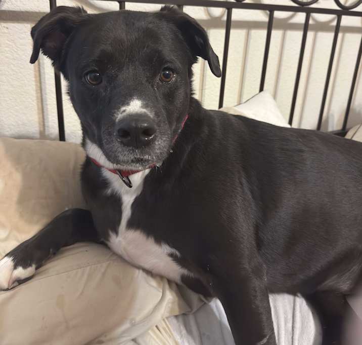 Photo of Shyla