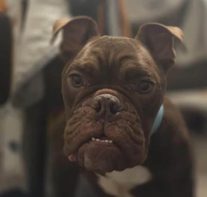 Photo of Lola