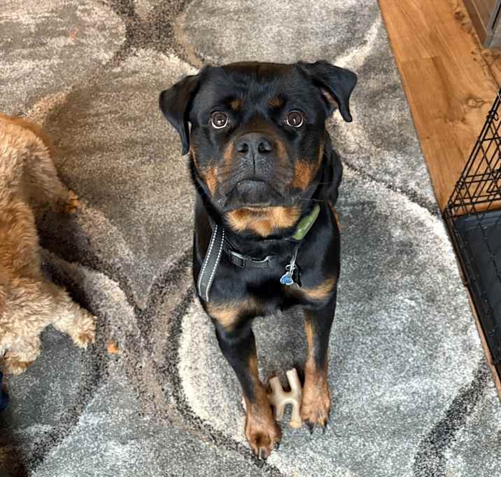 Photo of Nala