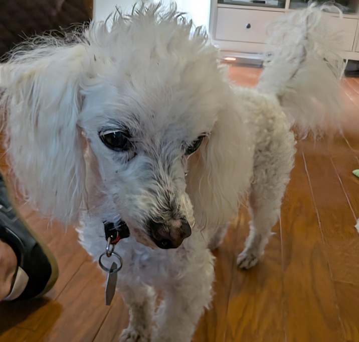 Photo of Kodi
