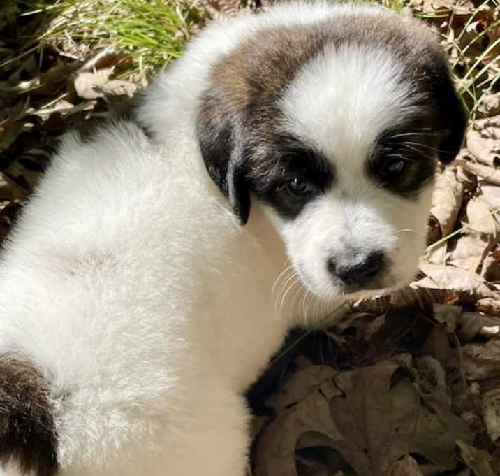 Photo of BANDIT sm