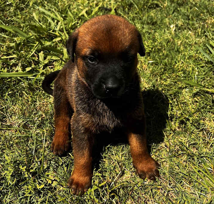 Photo of Sammy