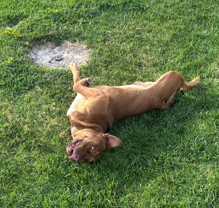 Photo of Raider