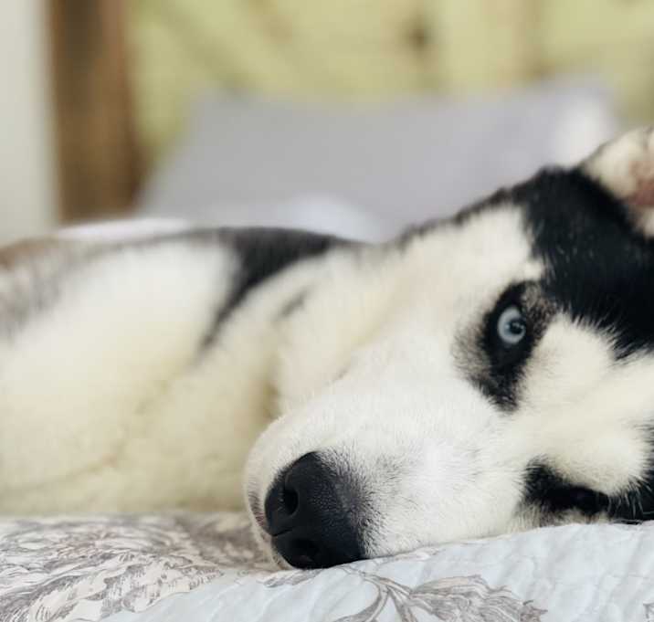 Photo of Arlo