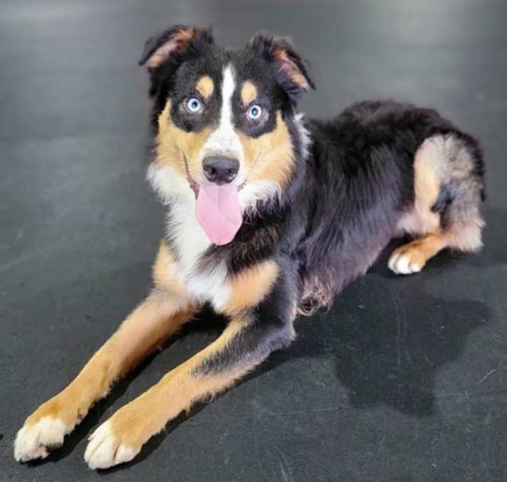 Photo of Meeko