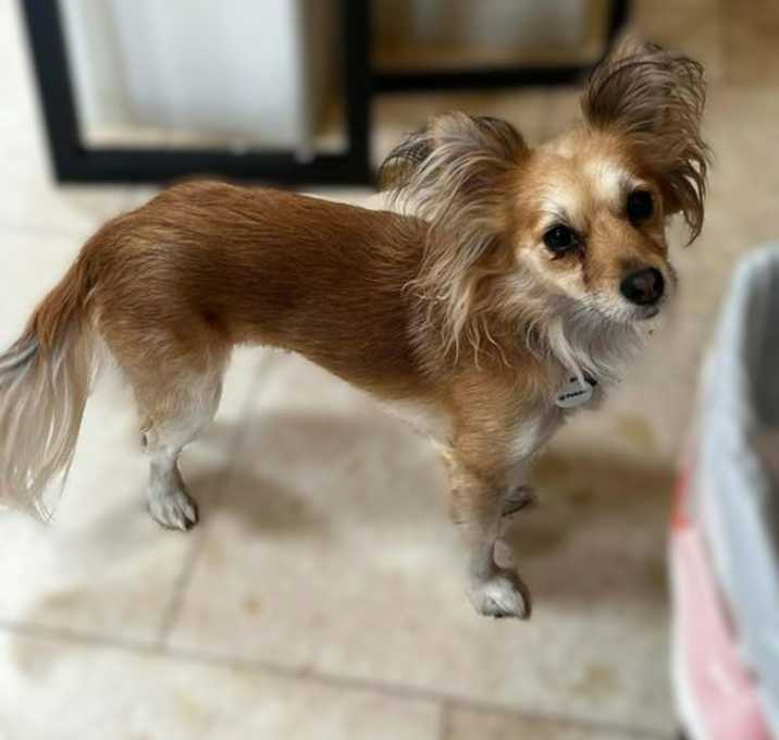 Photo of Foxy