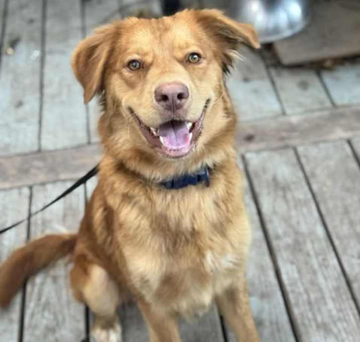 Photo of Bailey
