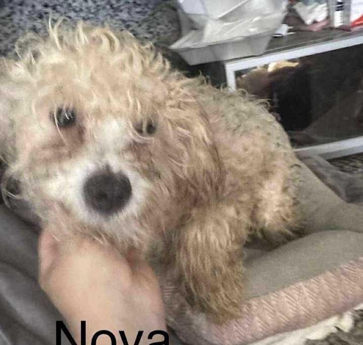 Photo of Nova
