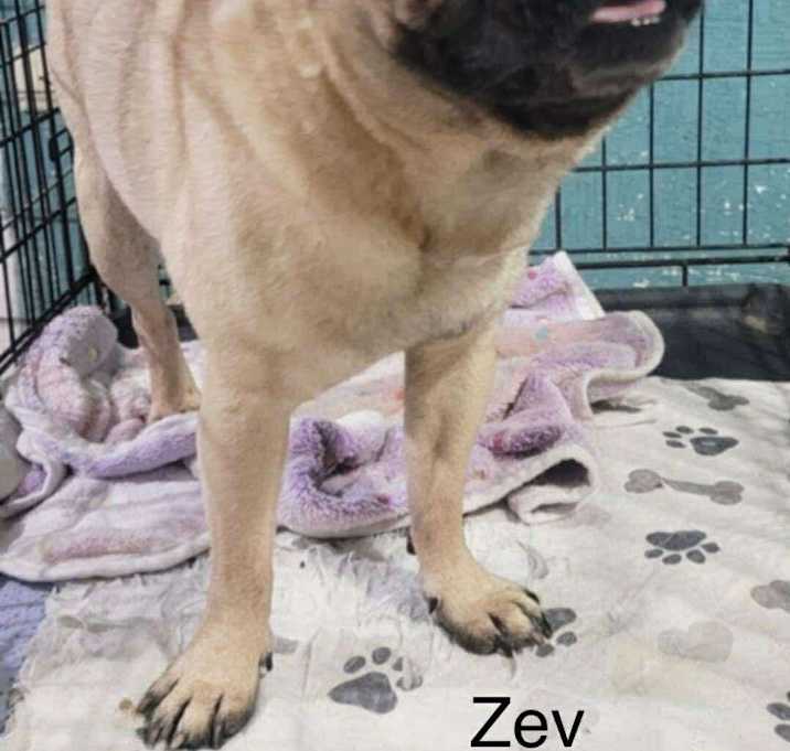 Photo of Zev
