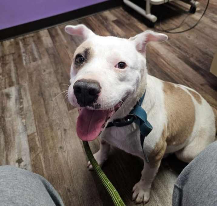 Photo of Missy - Marvelous Pup!!