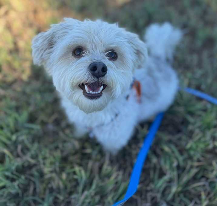 Photo of Scooter