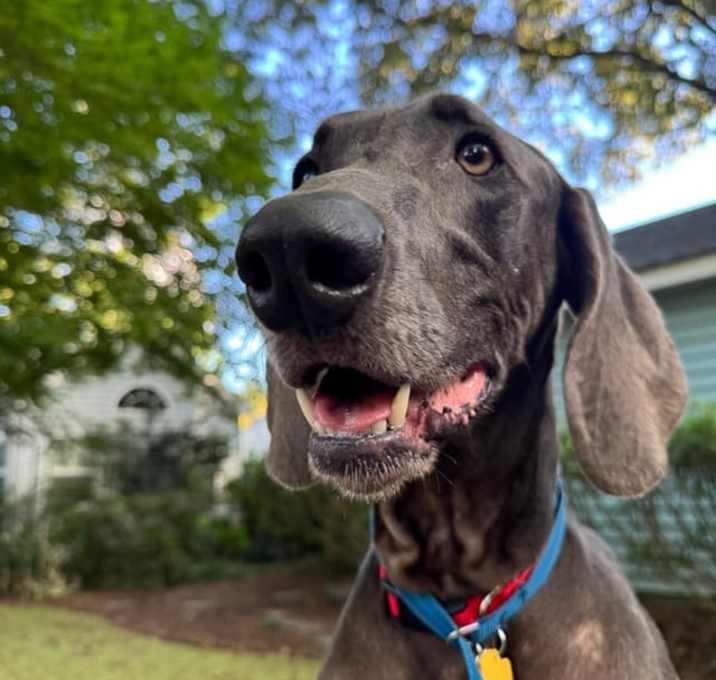 Photo of Fritz (fka Grits)