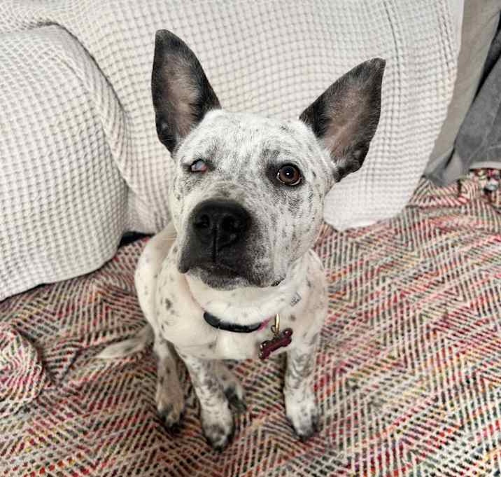 Photo of Pepper