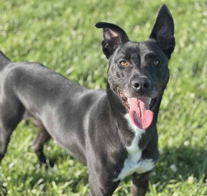 Photo of PEPPER
