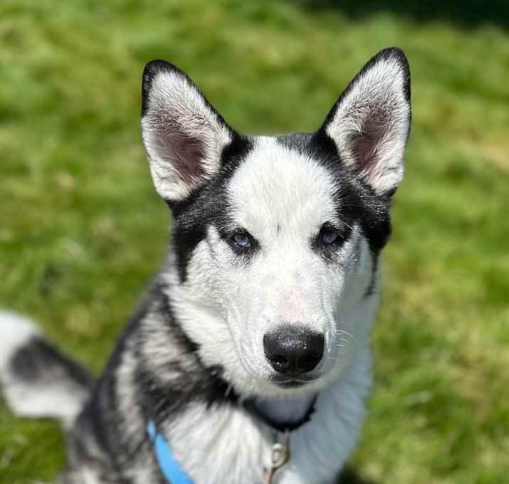 Photo of Nanuq