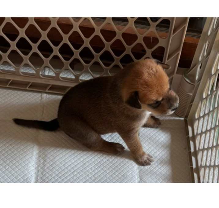 Photo of Choco
