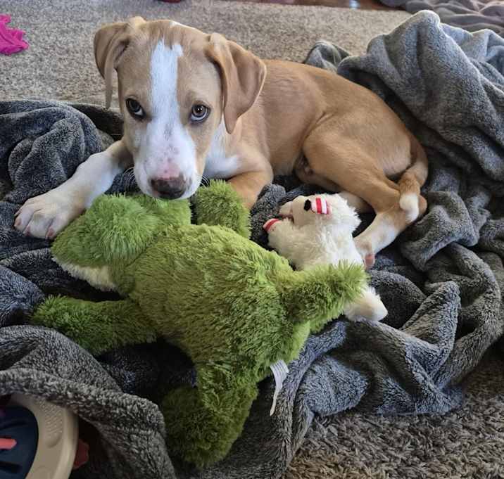 Photo of Bagel