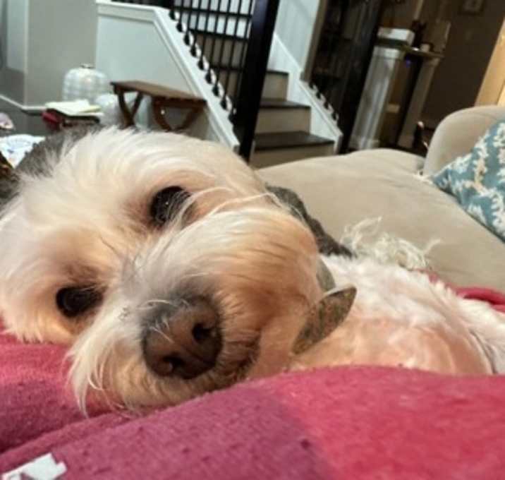 Photo of Lulu